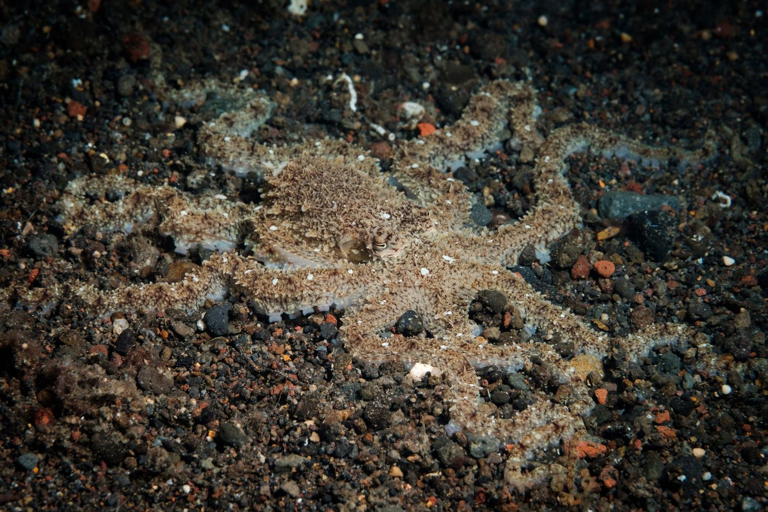 Octopus hiding on the seabed in Tulamben, Bali
