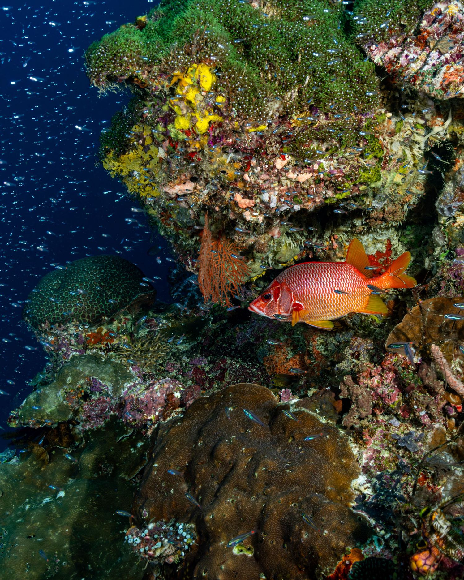 Photo of a colorful coral reef in Indonesia