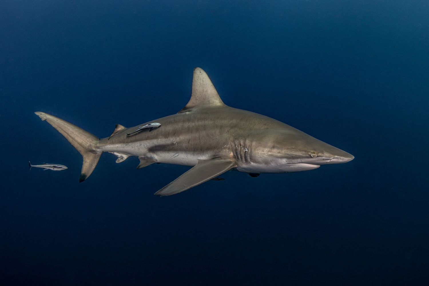 Photo of a Blacktip shark (Carcharhinus limbatus) on a dive in Aliwal Shoal, South Africa
