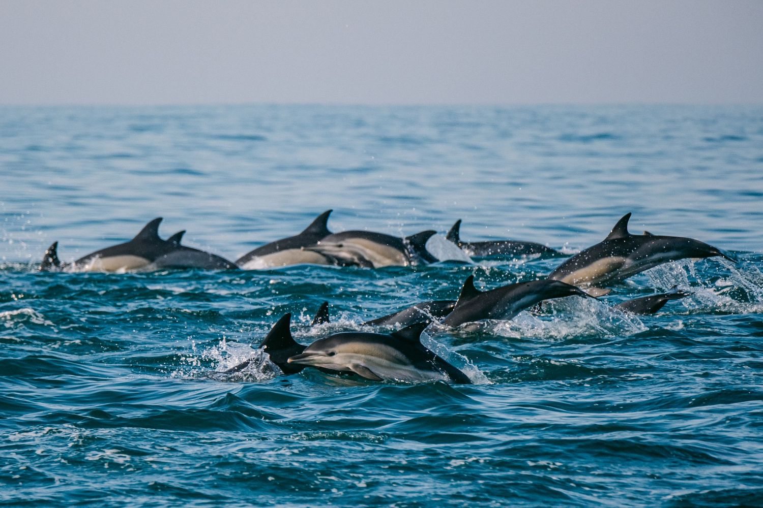 Large pod of common dolphins (Delphinus delphis) in South Africa