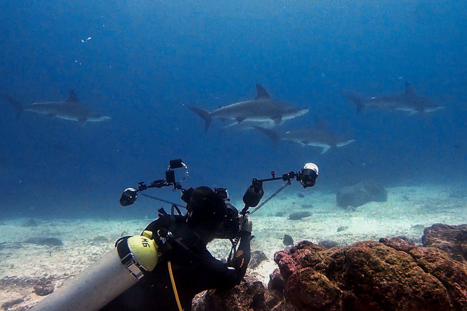 Photo of Louis David, shooting scalloped hammerheads in the Galápagos