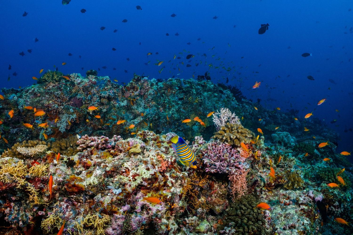 Picture of a healthy and thriving coral reel in the Maldives