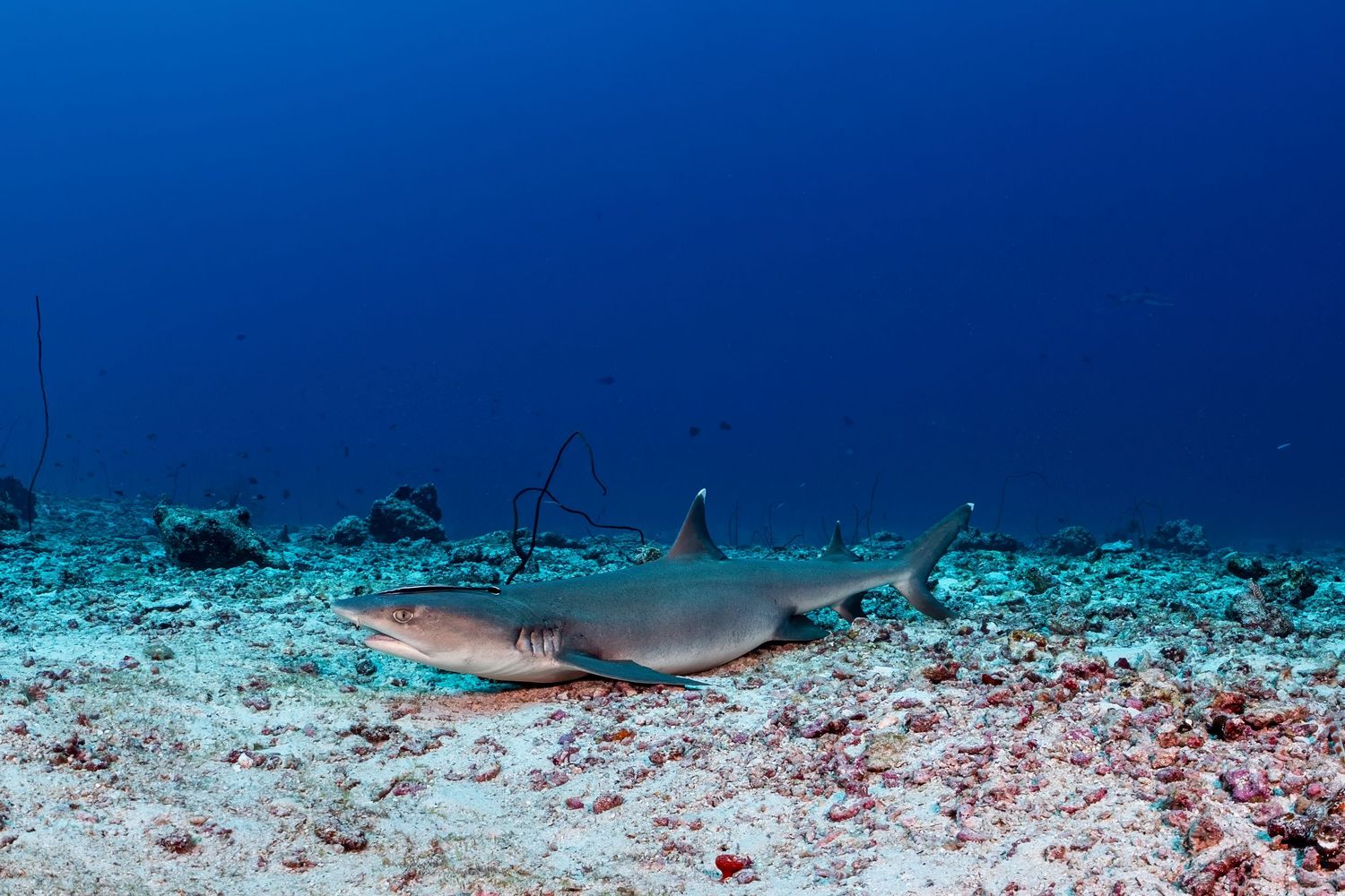 Photo of a whitetip reef shark (Triaenodon obesus) resting on the sea floor in the Maldives