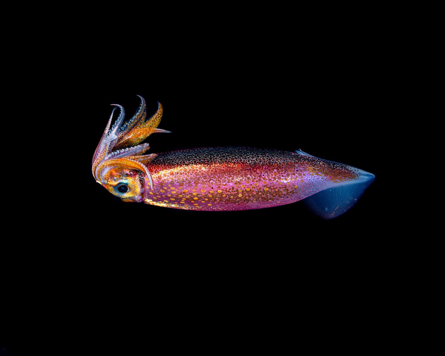 Photo of a squid on a black water dive in Anilao, Philippines