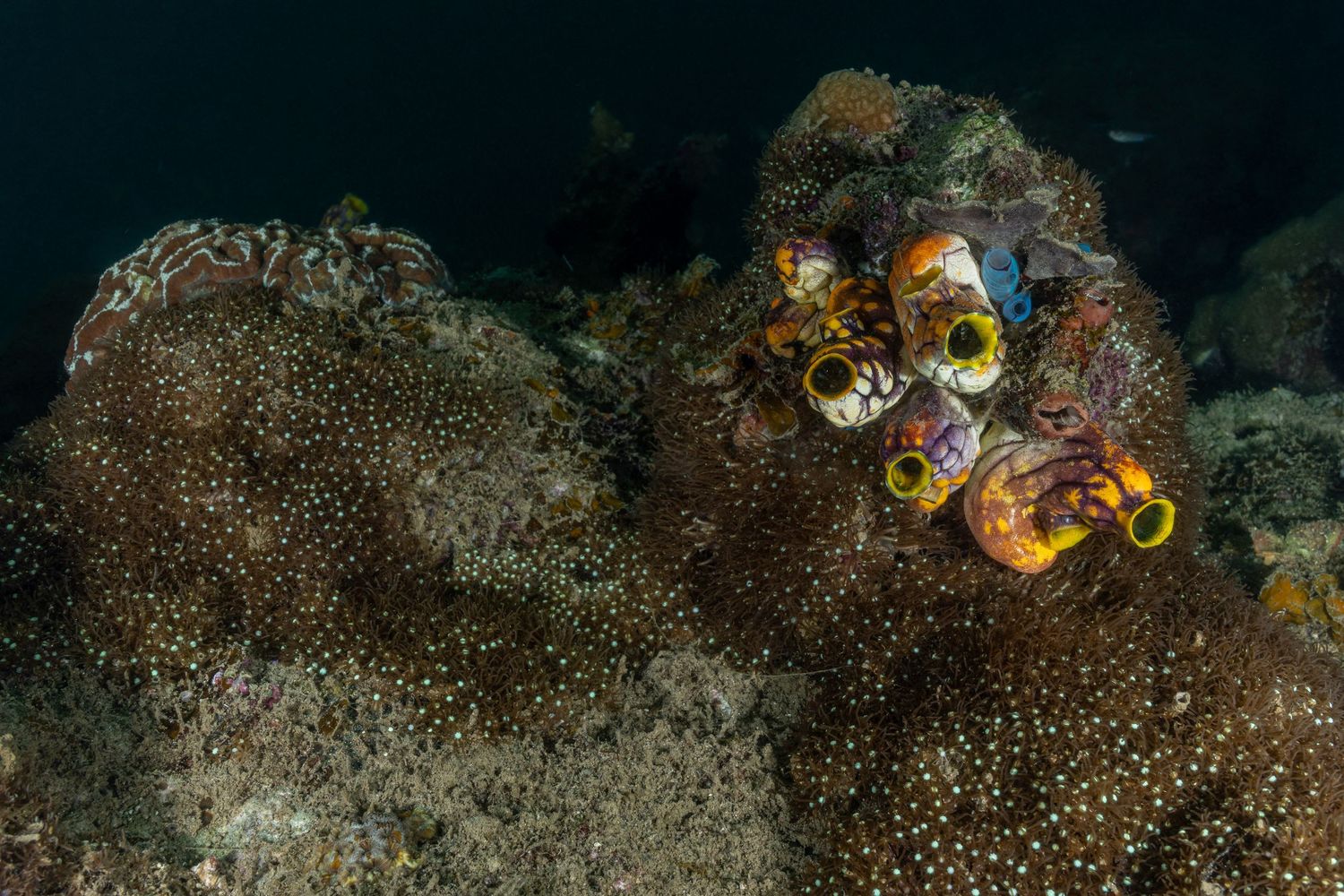 Picture of coral reel in Raja Ampat, West Papua, Indonesia