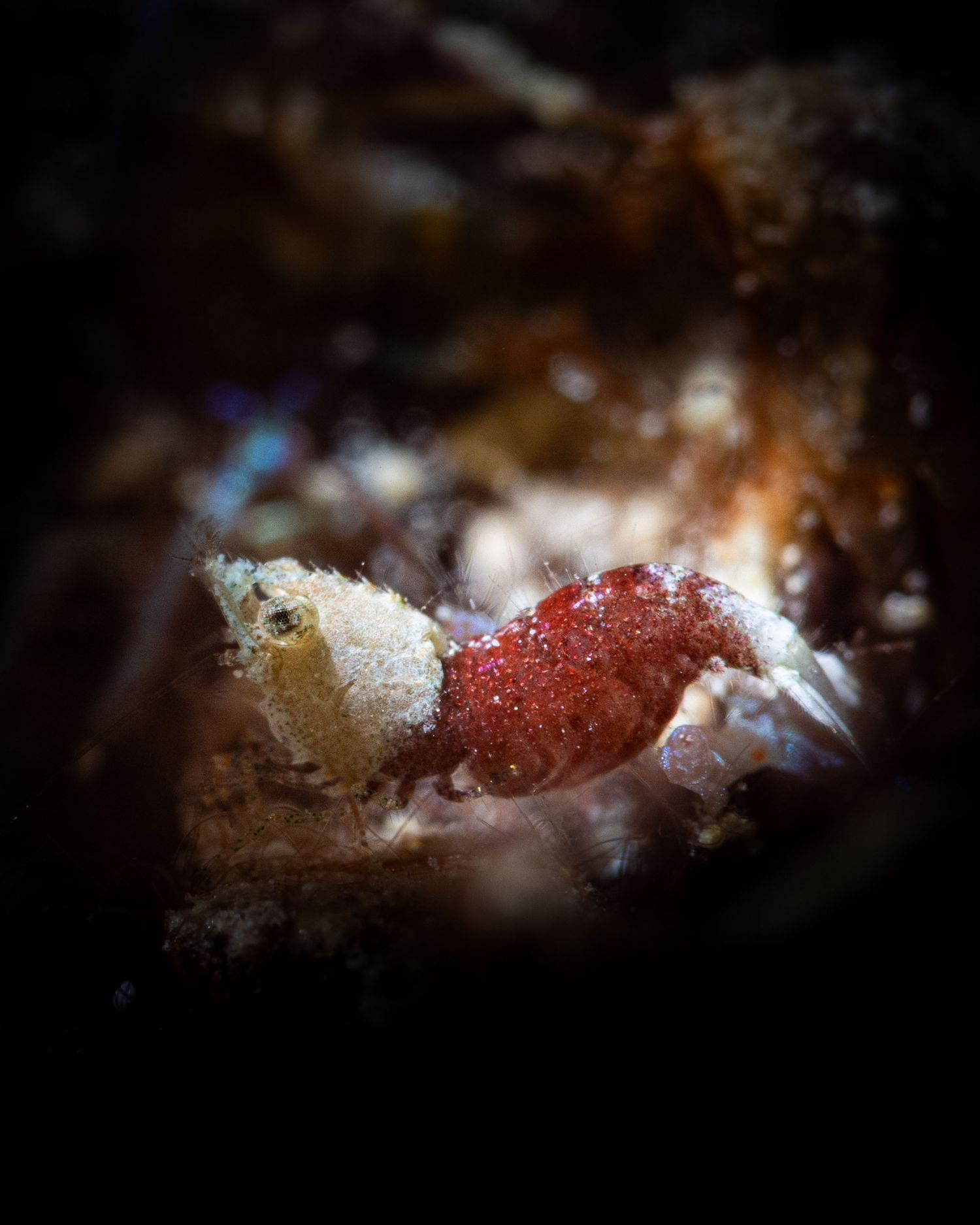 Hippolytidae, Sashimi shrimp in Romblon Philippines