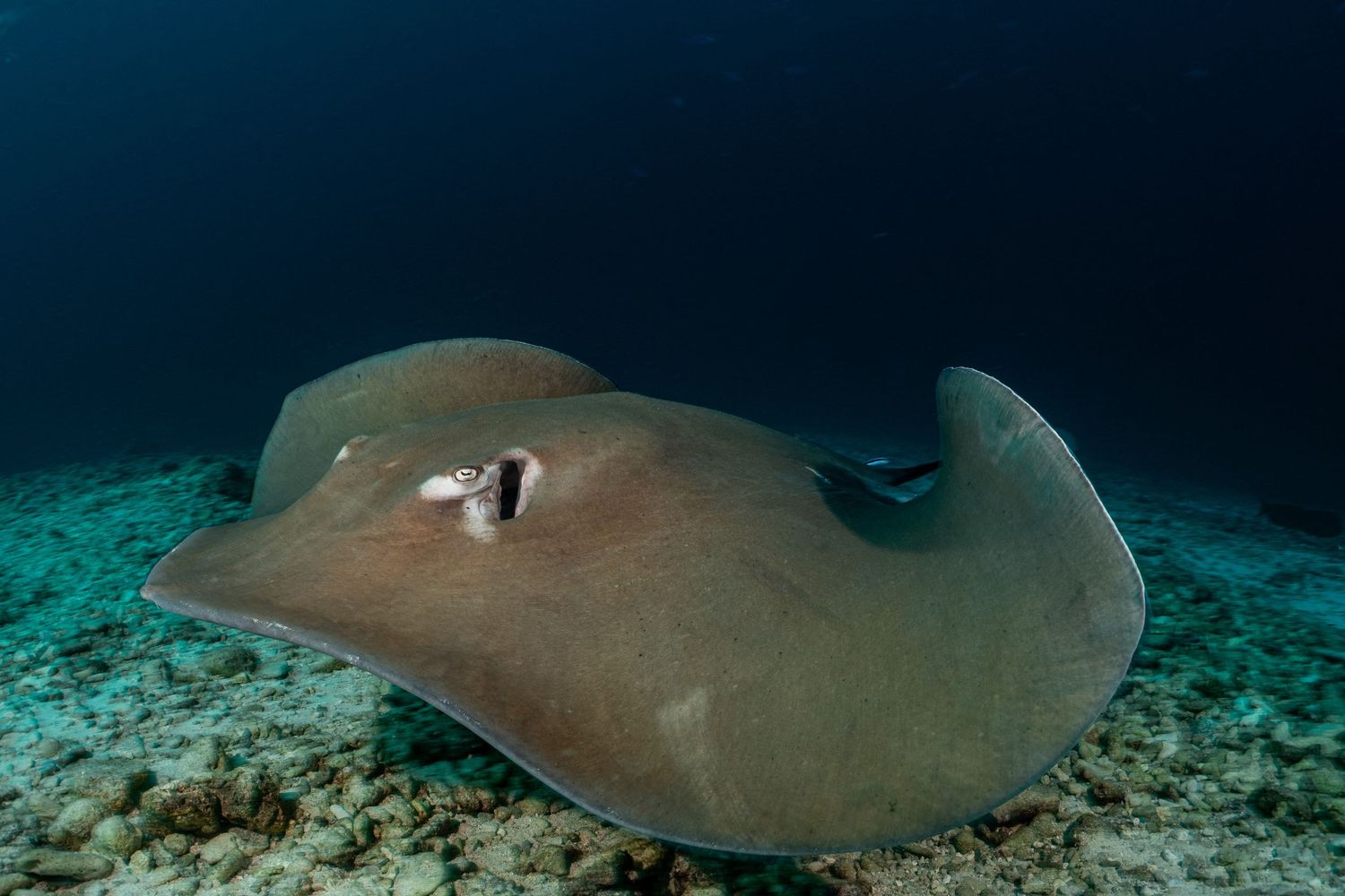 Stingray in Aliwal Shoal, South Africa