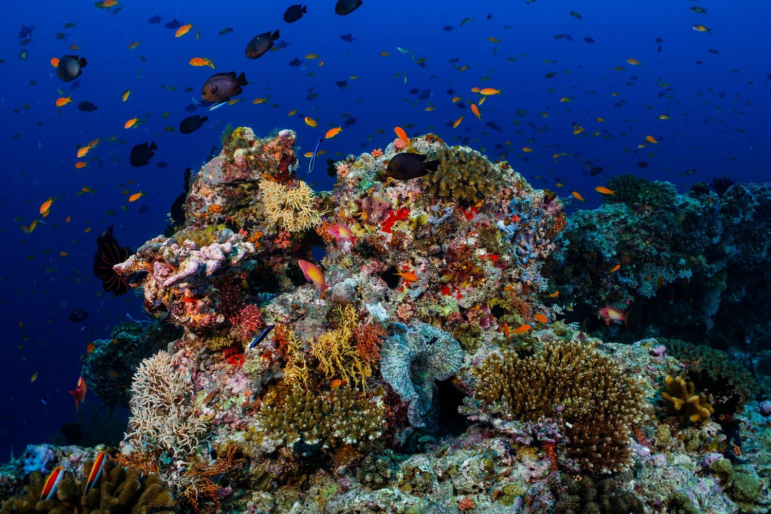 Picture of a healthy and thriving coral reel in the Maldives