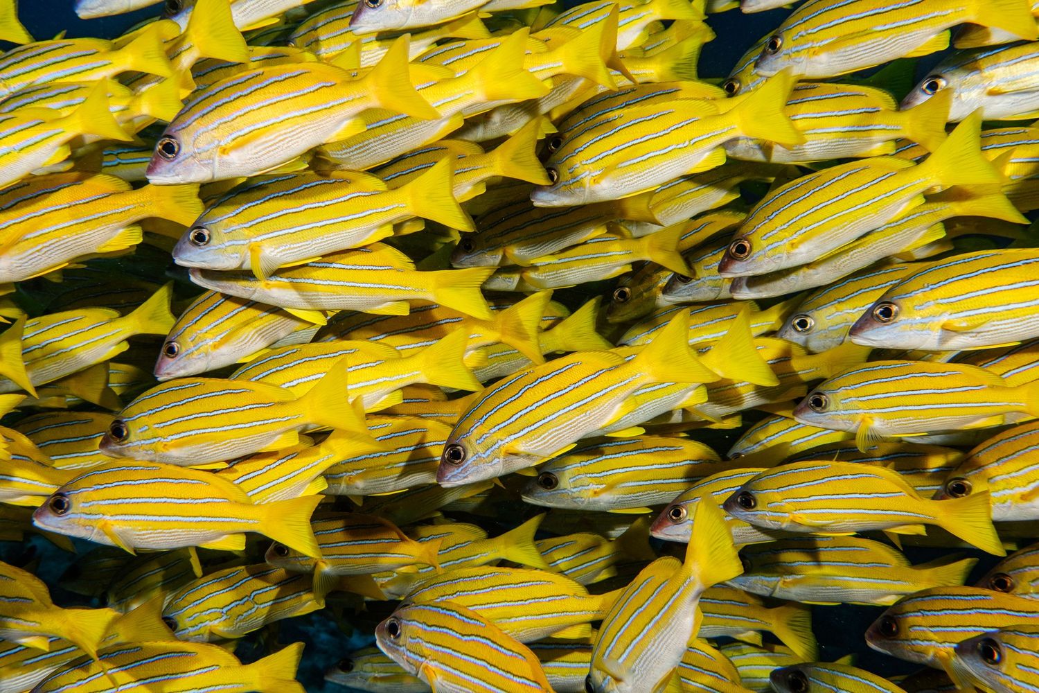 A school of common bluestripe snapper (Lutjanus kasmira) in the Maldives
