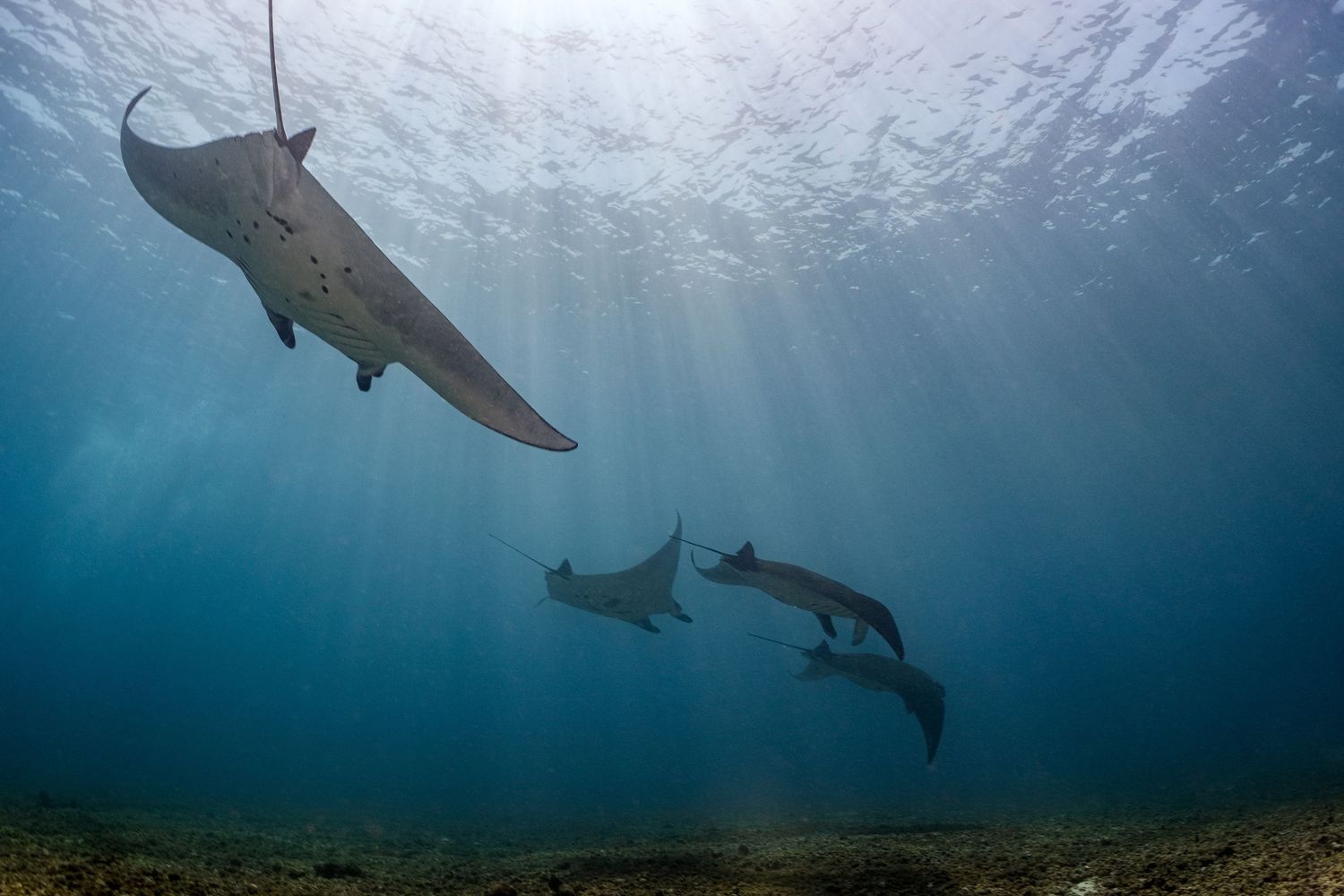Photo of a manta train, of reef manta rays (Mobula alfredi) in Komodo, Indonesia