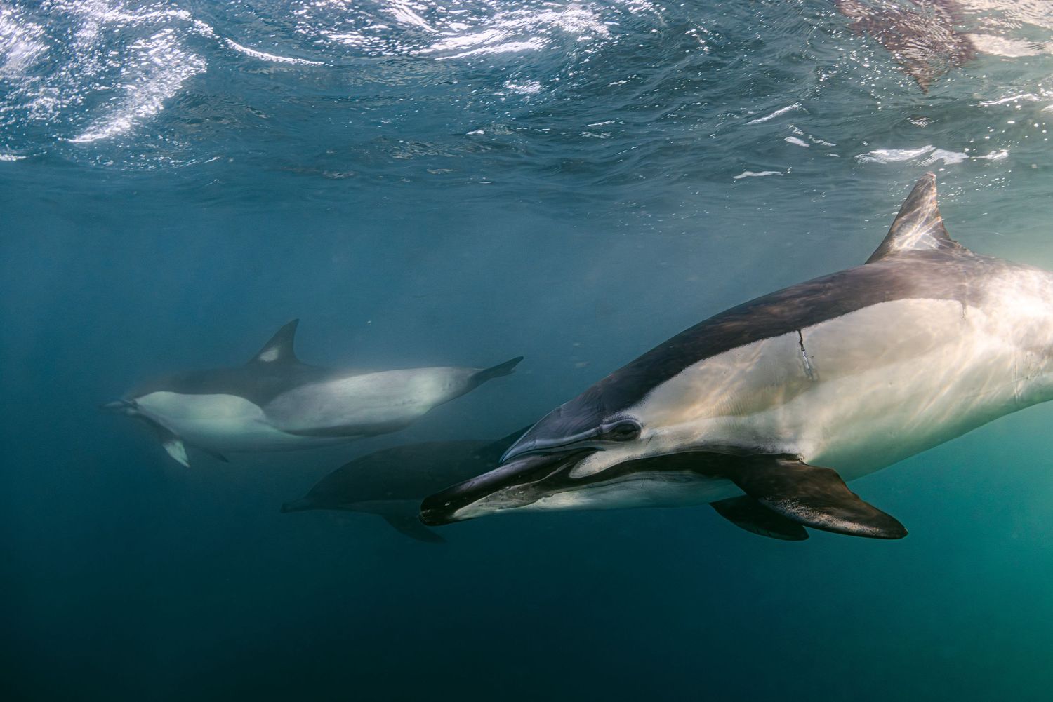 Close up photo of a common dolphin (Delphinus delphis) in South Africa