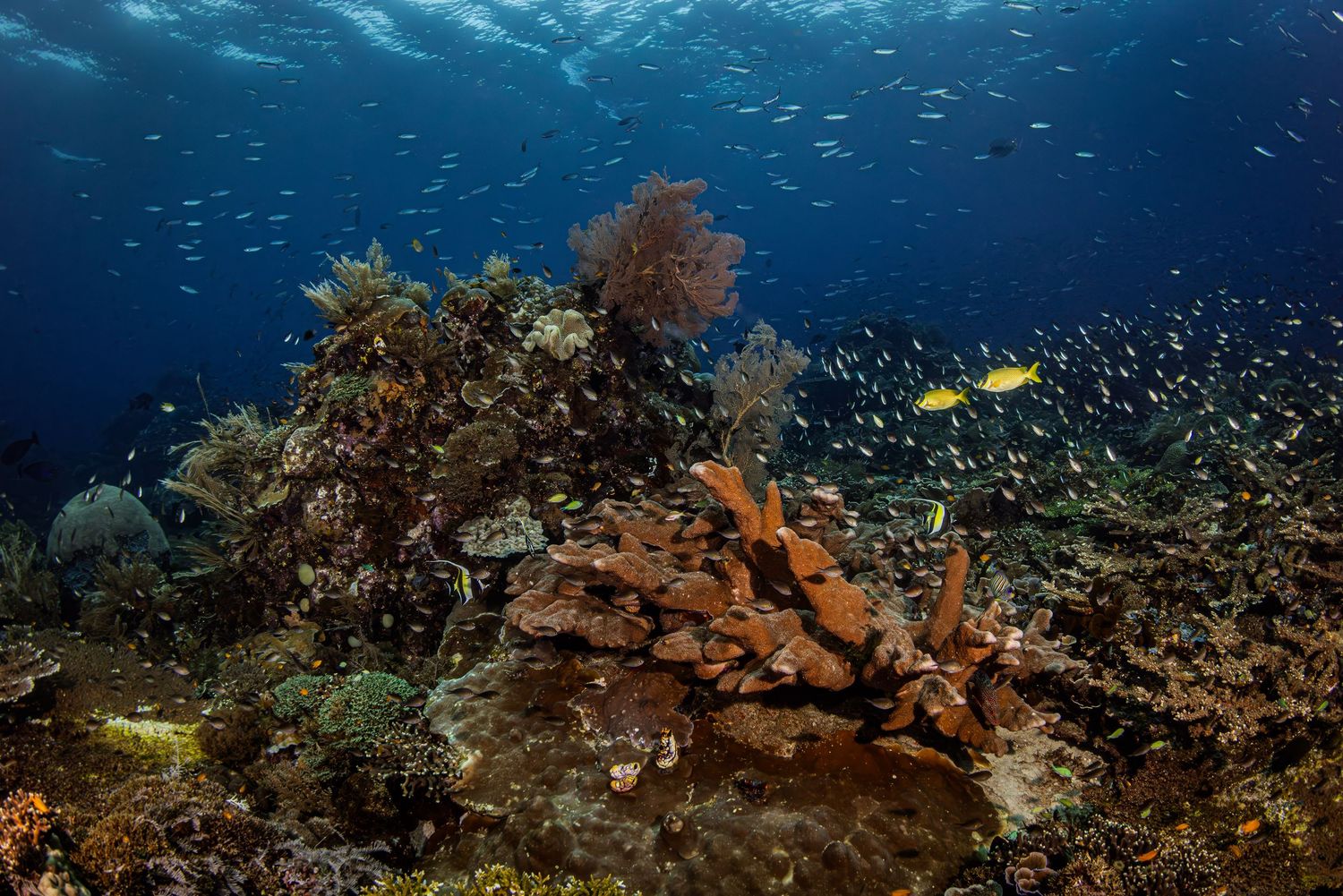 Picture of a healthy and thriving coral reel in Raja Ampat, West Papua, Indonesia