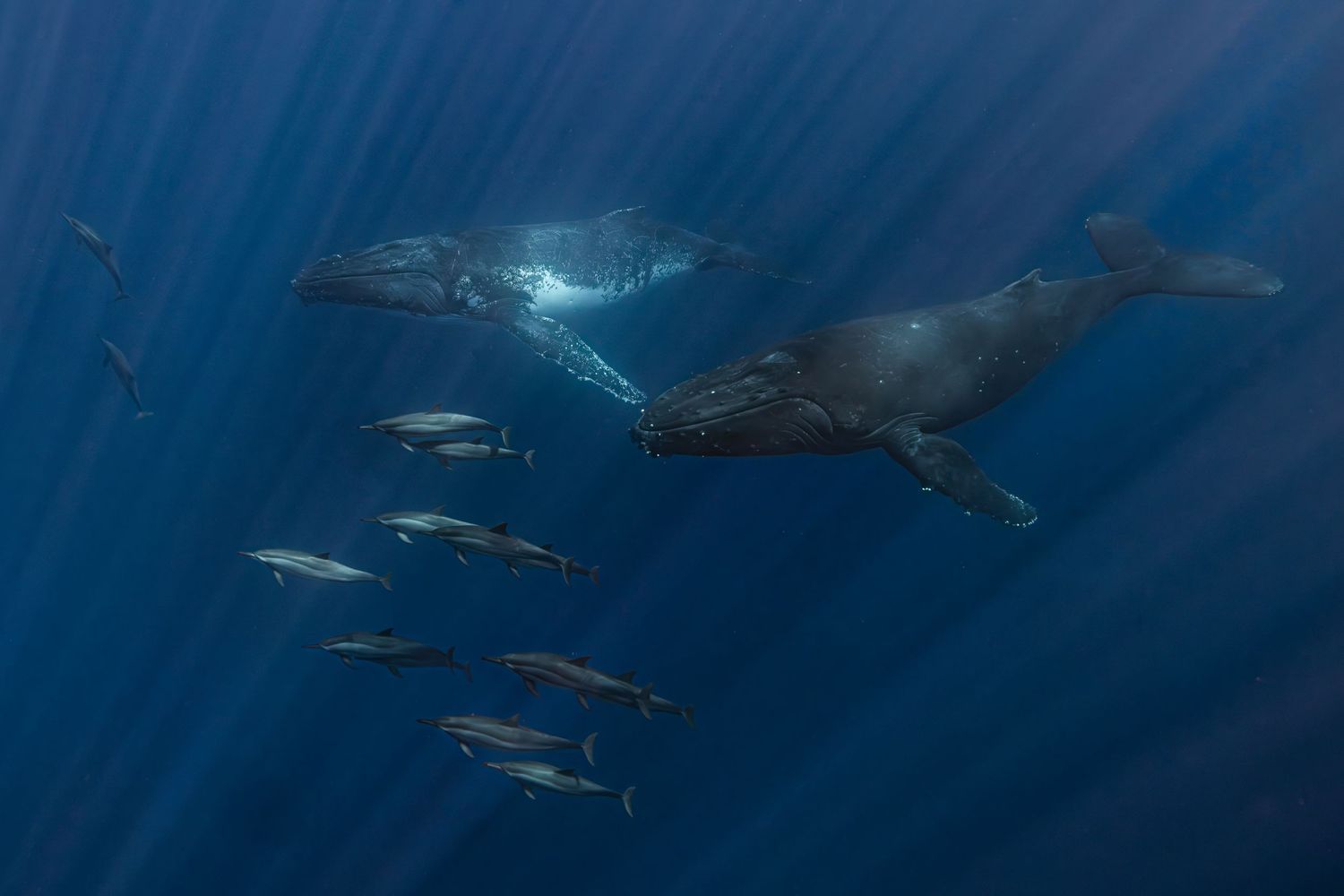Photo of two young male humpback whales (Megaptera novaeangliae) accompanied by common dolphins in the Indian Ocean, close to la Réunion