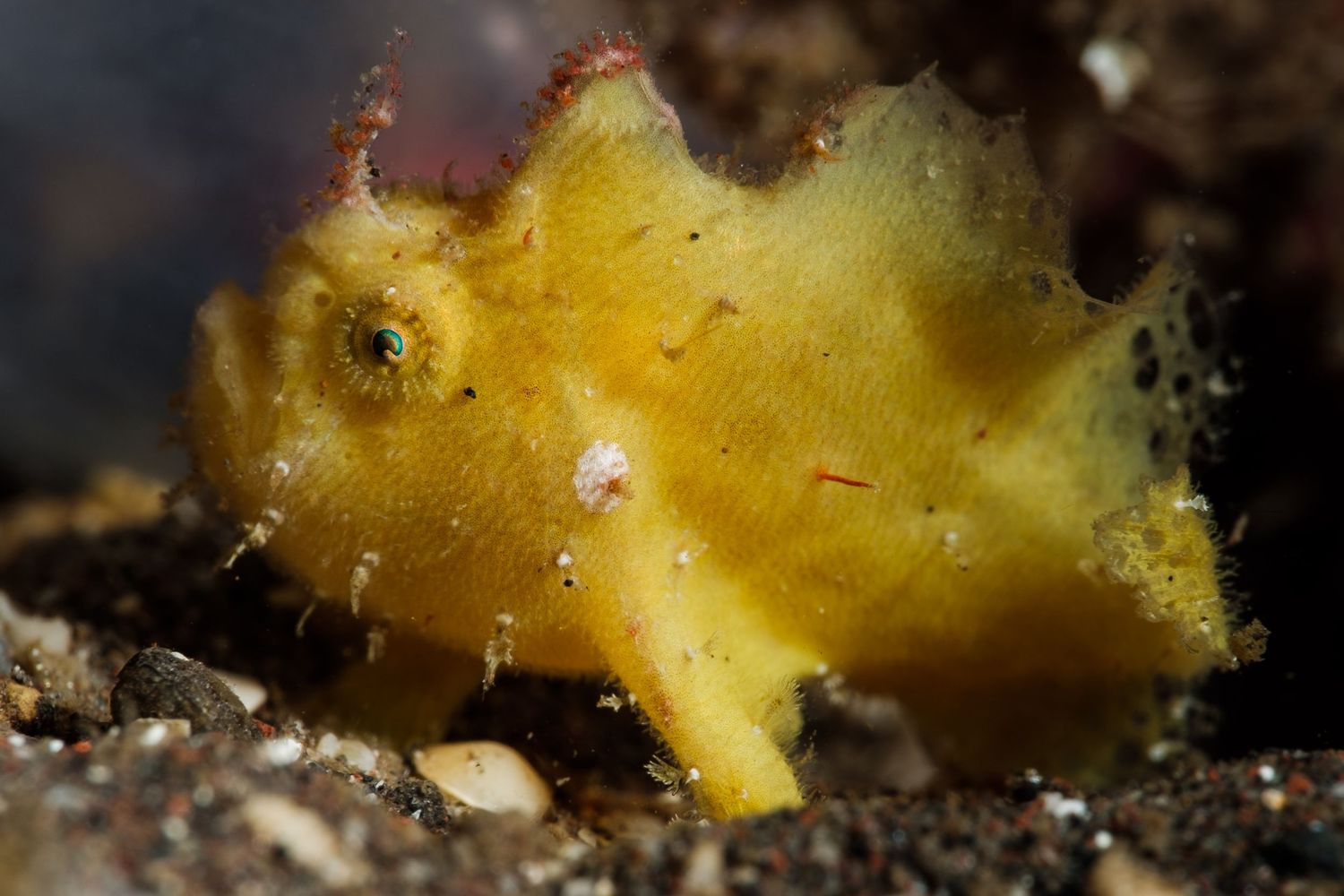 Macro photo of a small yellow frogfish in Tulamben, Bali