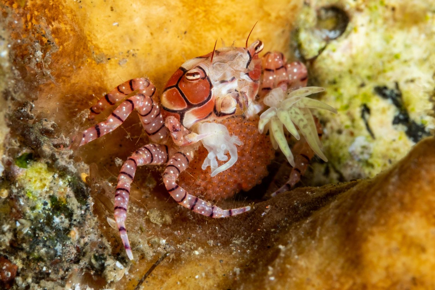 Macro photo of a Boxer Crab (Lybia tessellata) in Tulamben, Bali