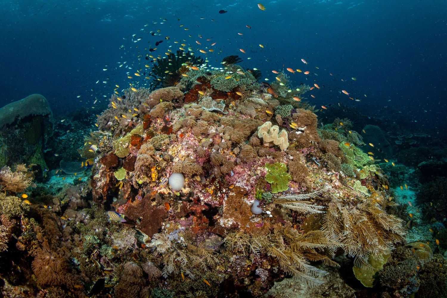 Picture of a colorful and thriving coral reel in Raja Ampat, West Papua, Indonesia