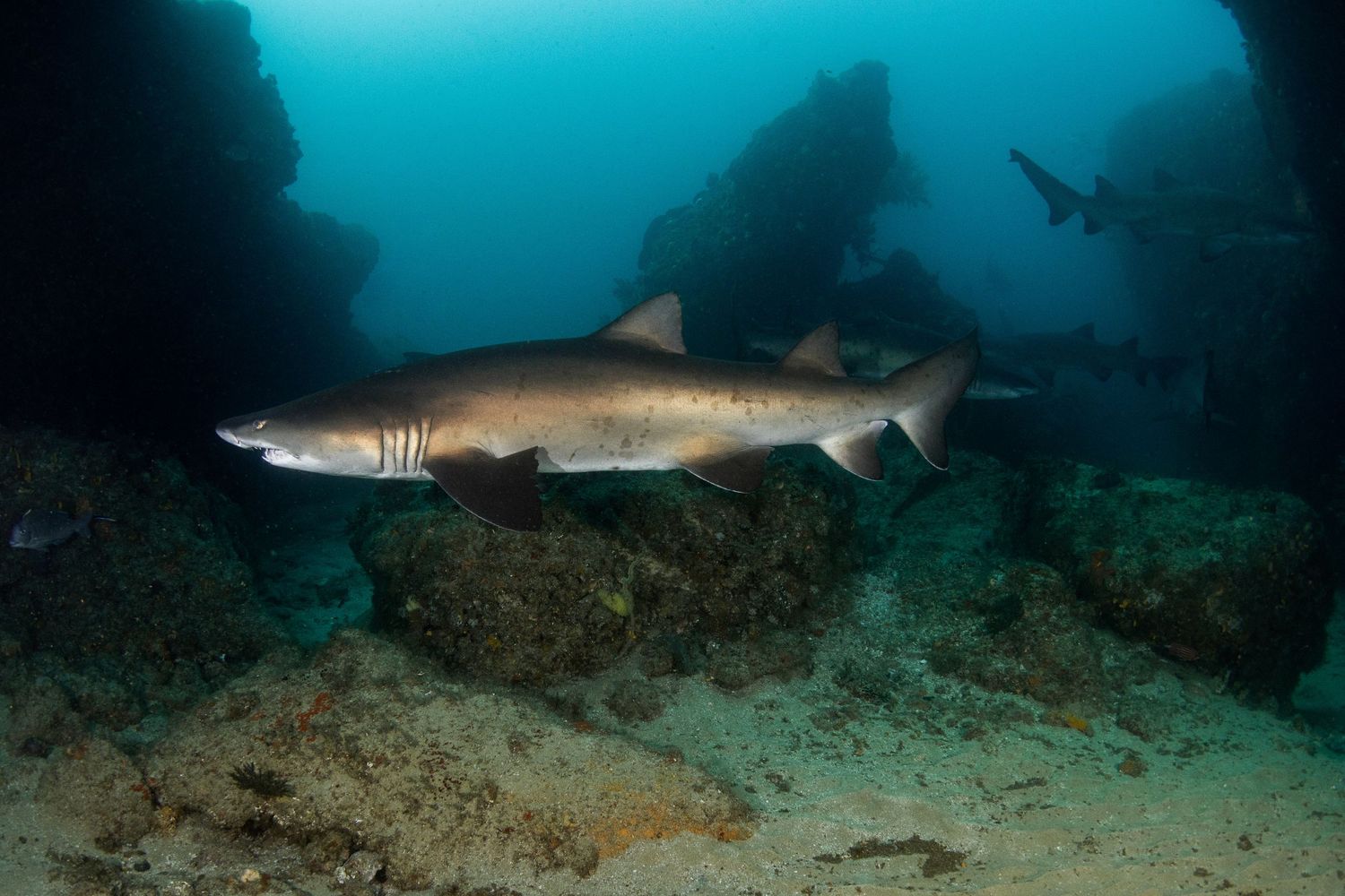 Photo of a sand tiger sharks (Carcharias taurus) in Aliwal shoal, South Africa