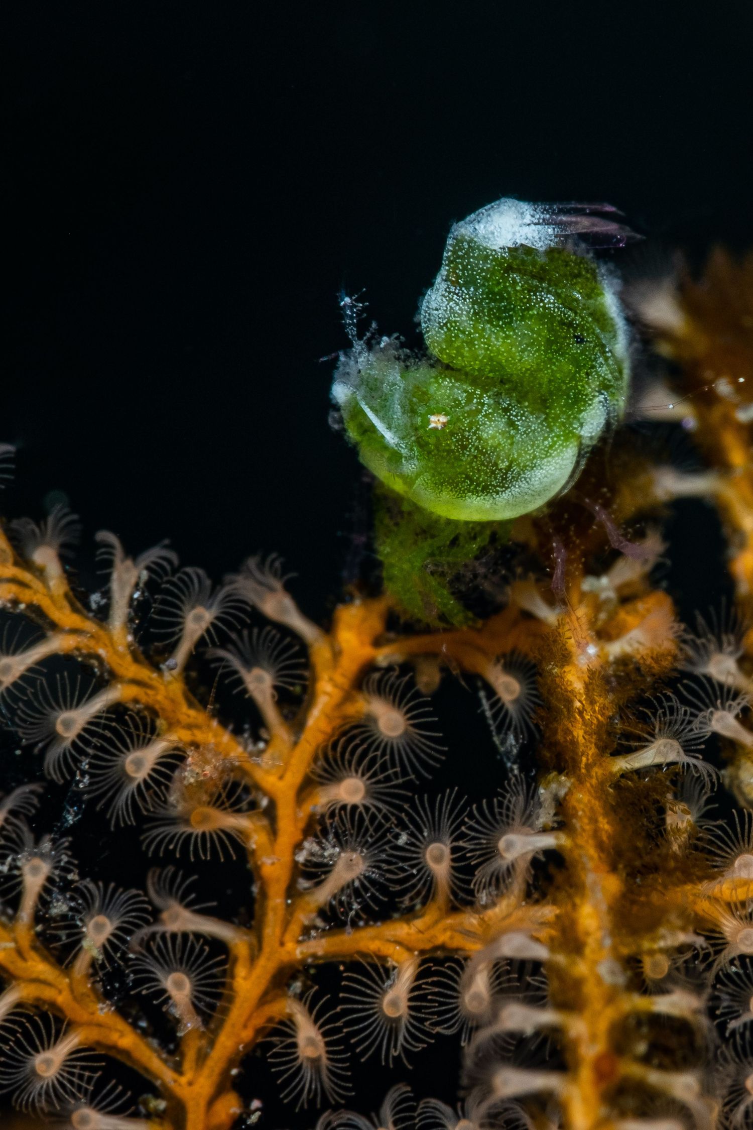 Photo of a Green Hairy Shrimp  (Phycocaris Simulans) in Tulamben, Bali