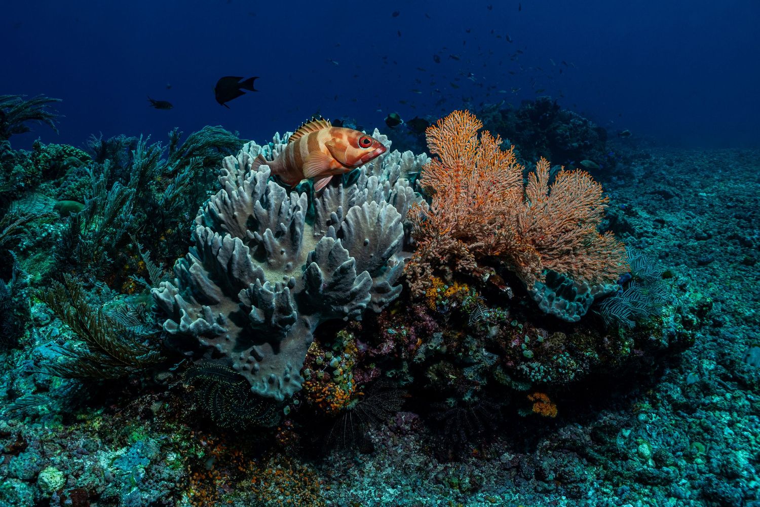 Picture of a coral reel in Komodo, Indonesia
