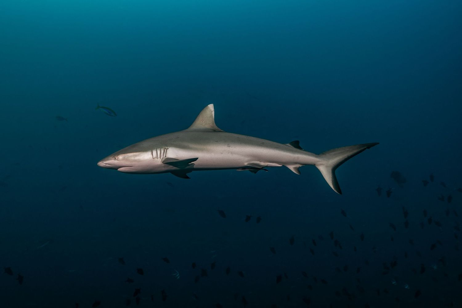 Photo of a whitetip reef shark (Triaenodon obesus) in the Maldives