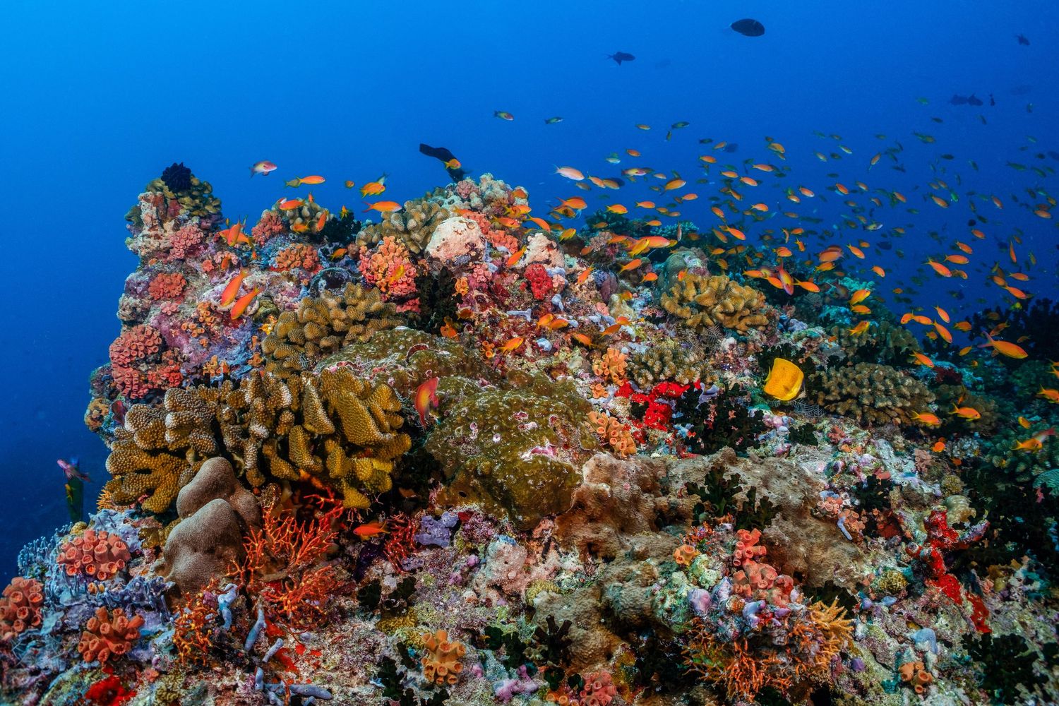 Picture of a healthy and thriving coral reel in the Maldives