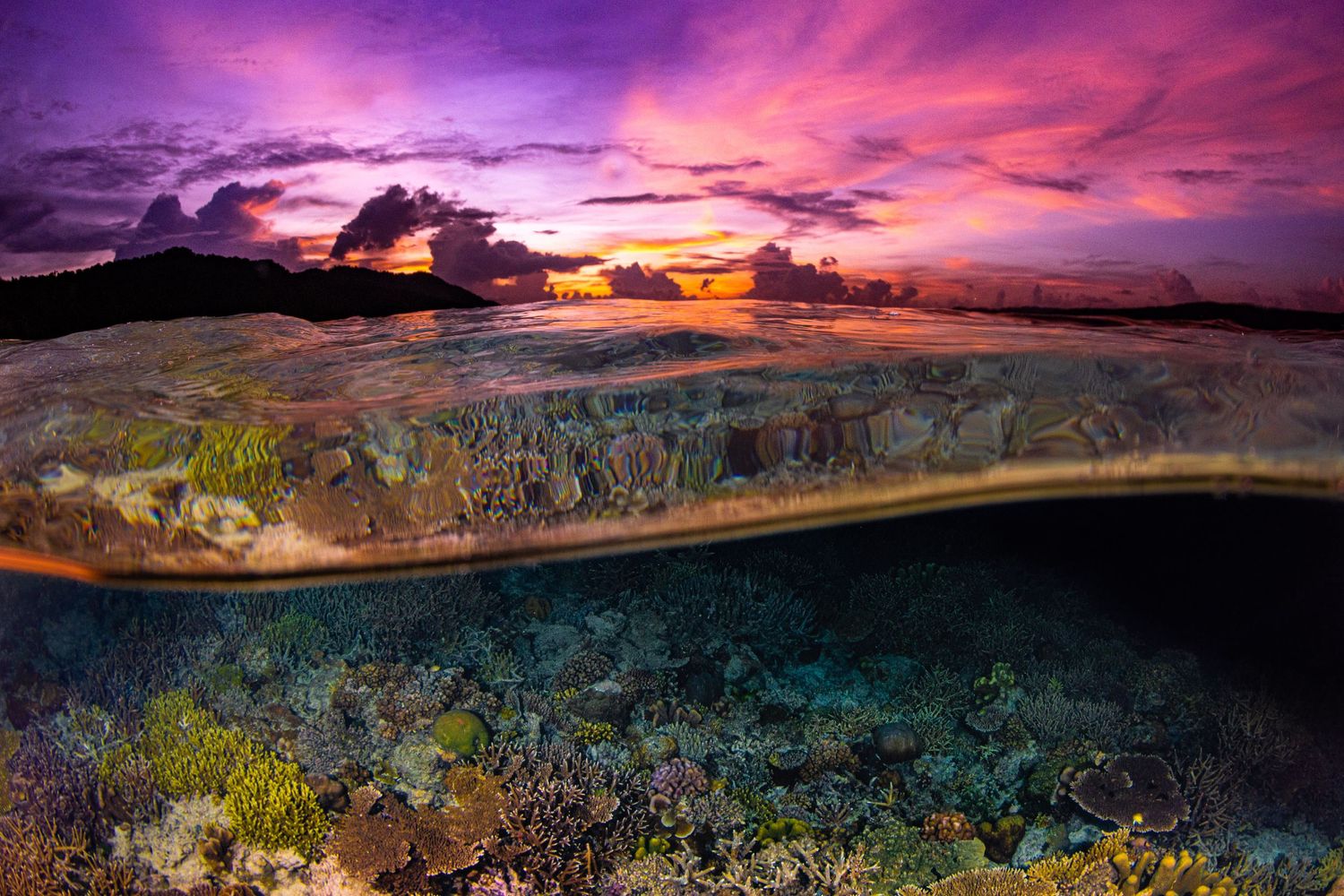 Split photo of a healthy and thriving coral reel in Raja Ampat, West Papua, Indonesia