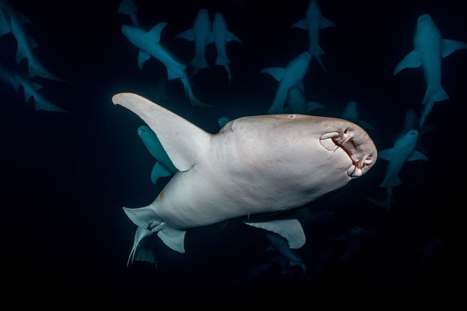 Tawny nurse sharks (Nebrius ferrugineus) in the Maldives