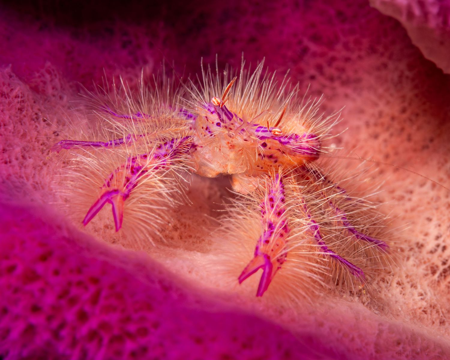 Lauriea siagiani, also known as the pink hairy squat lobster on a giant sponge Xestospongia testudinaria in Anilao, Philippines