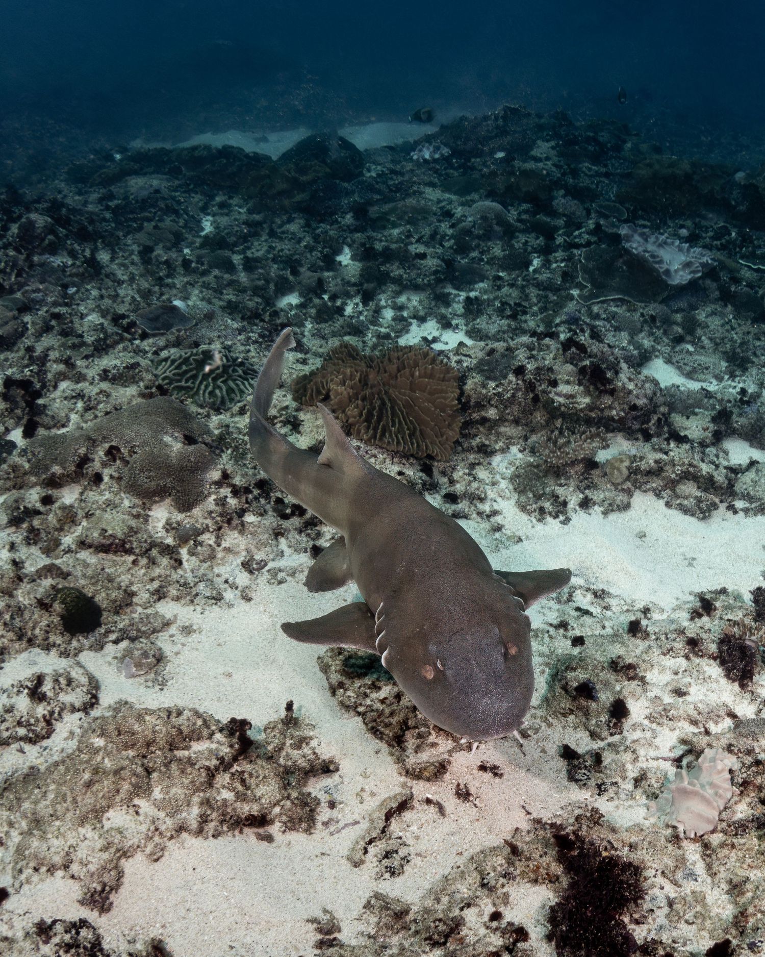 Photo of a brownbanded bamboo shark (Chiloscyllium punctatum) in Bali on a dive at Manta point