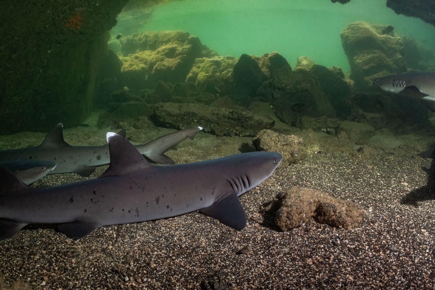 Photo of a whitetip reef sharks (Triaenodon obesus) resting in a cave in the Galapagos