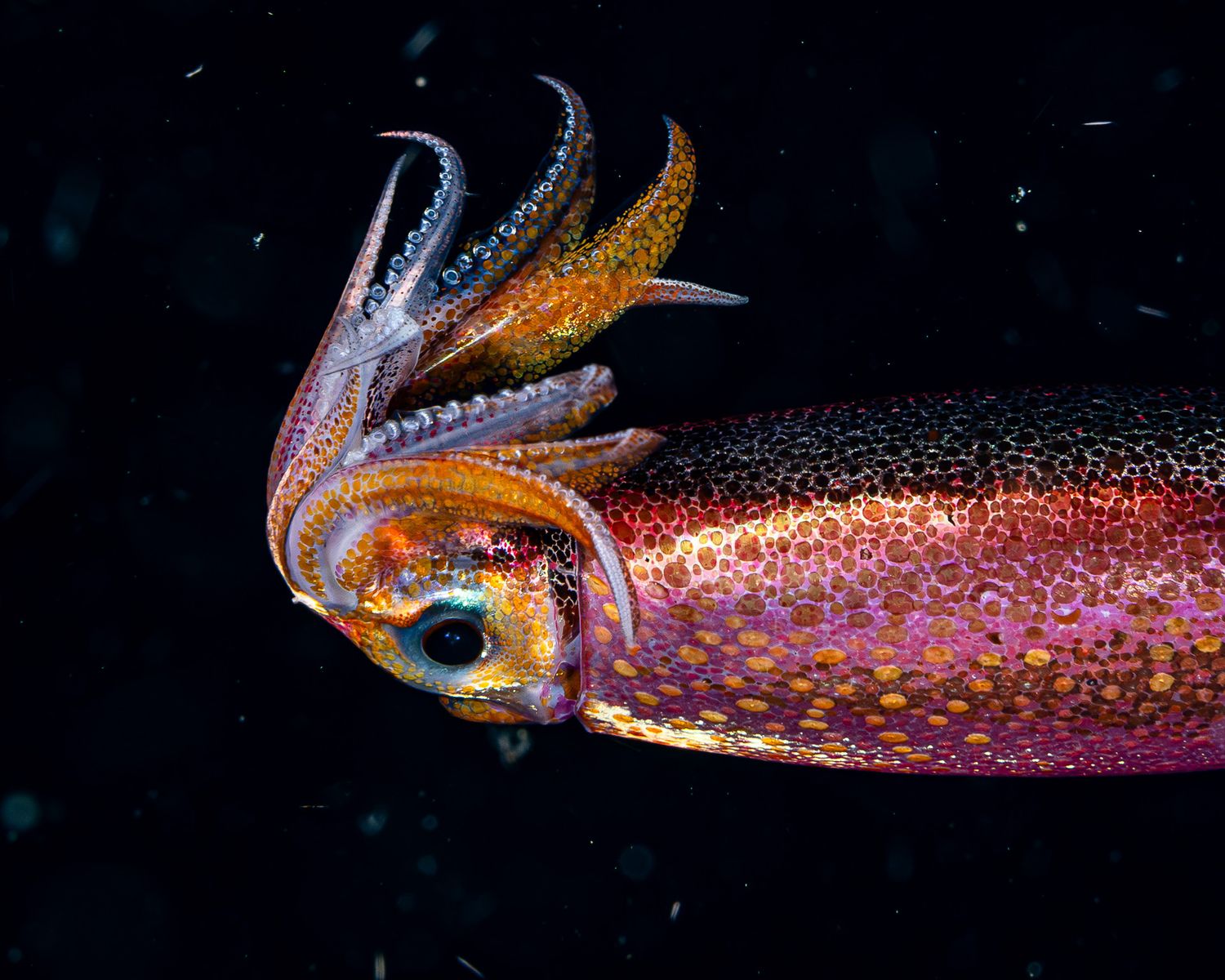 Photo of a red squid on a black water dive in Anilao, Philippines