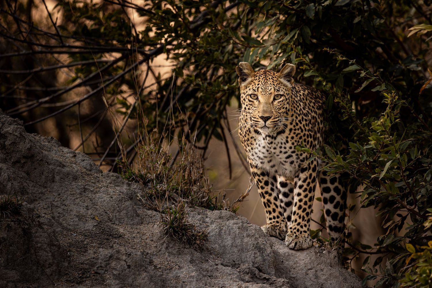 Photo of a female leopard (Panthera pardus) under some foliage in the Sabi sand game reserve in South Africa