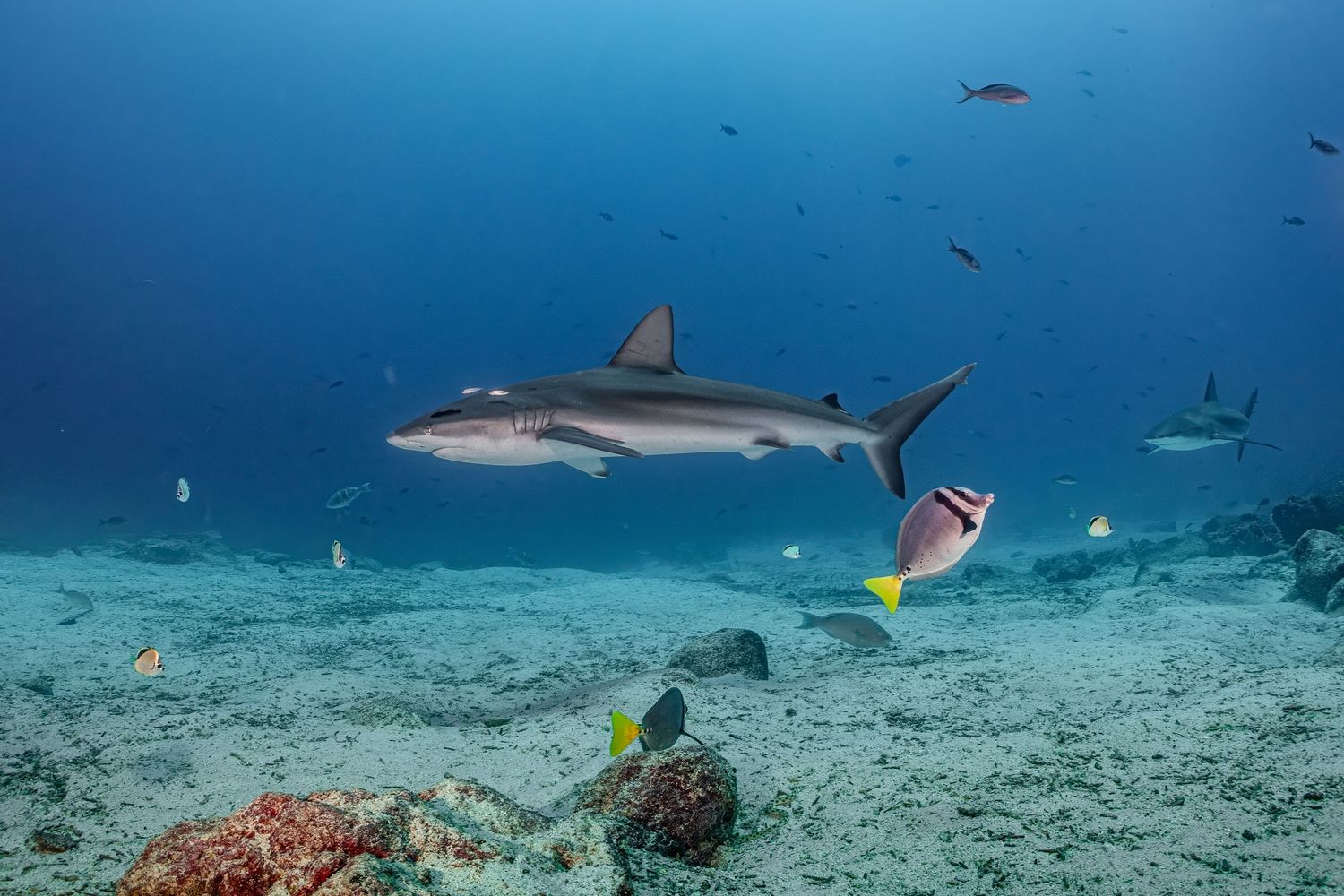 Galapagos shark (Carcharhinus galapagensis) in the Galapagos