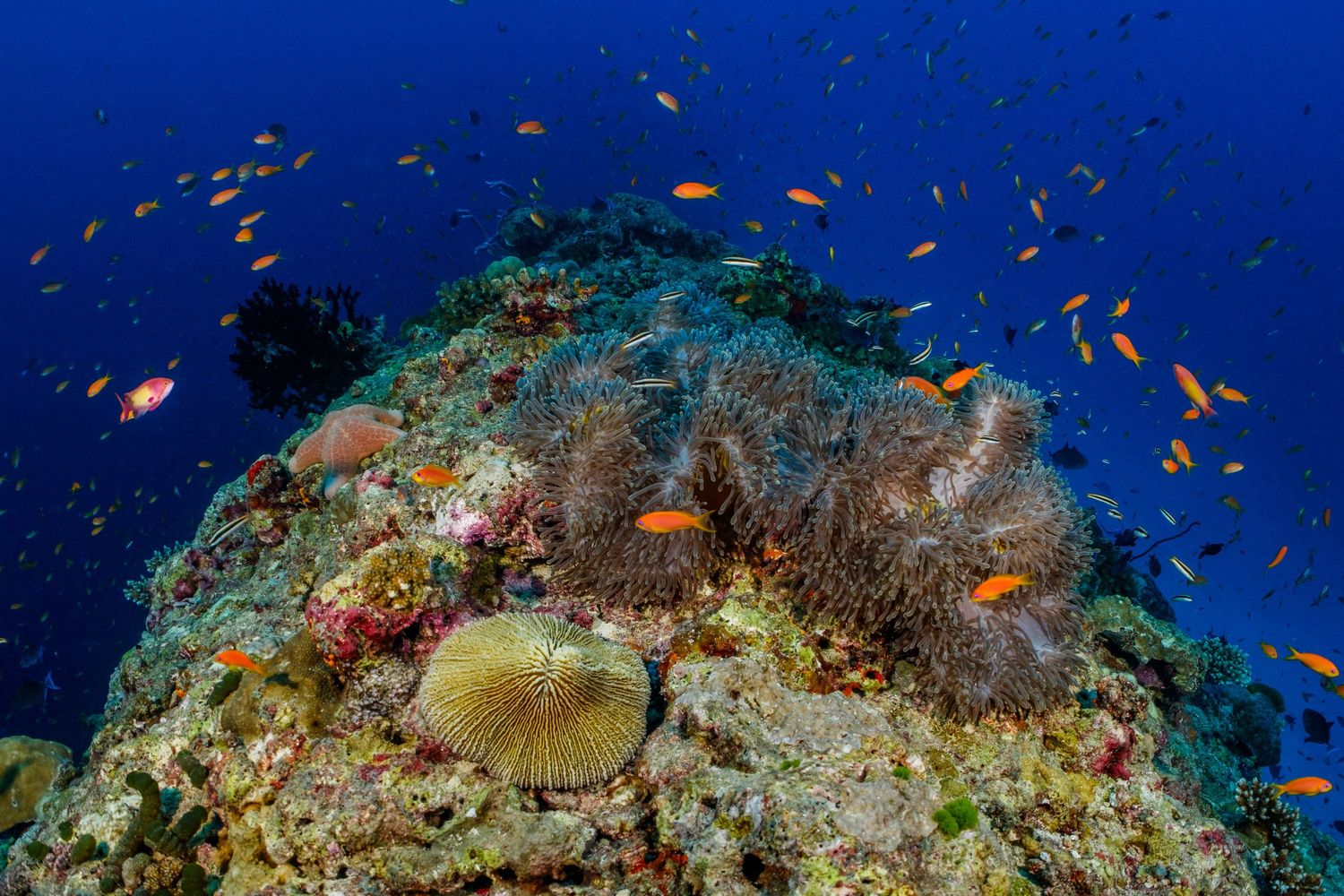 Picture of a healthy and thriving coral reel in the Maldives