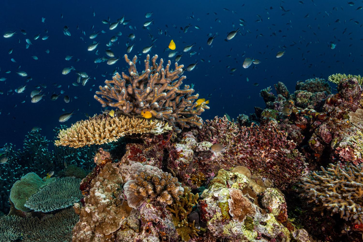 Picture of a healthy and thriving coral reel in Raja Ampat, West Papua, Indonesia