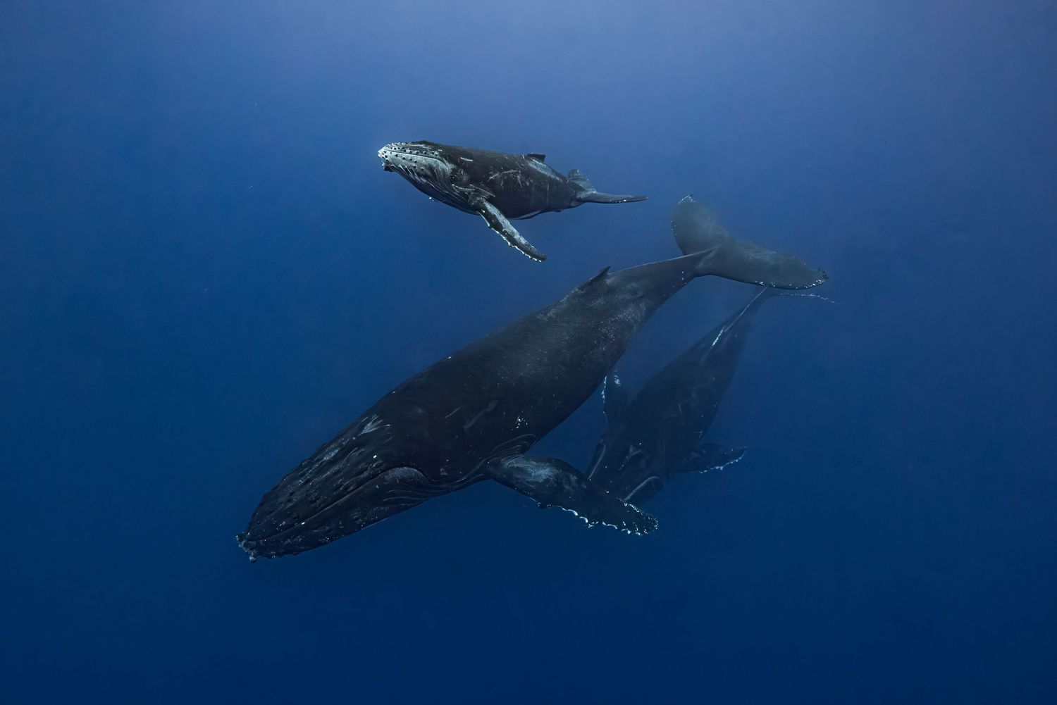 Photo of humpback whales (Megaptera novaeangliae) A mother, her calf, and the escort, in the Indian Ocean, close to la Réunion