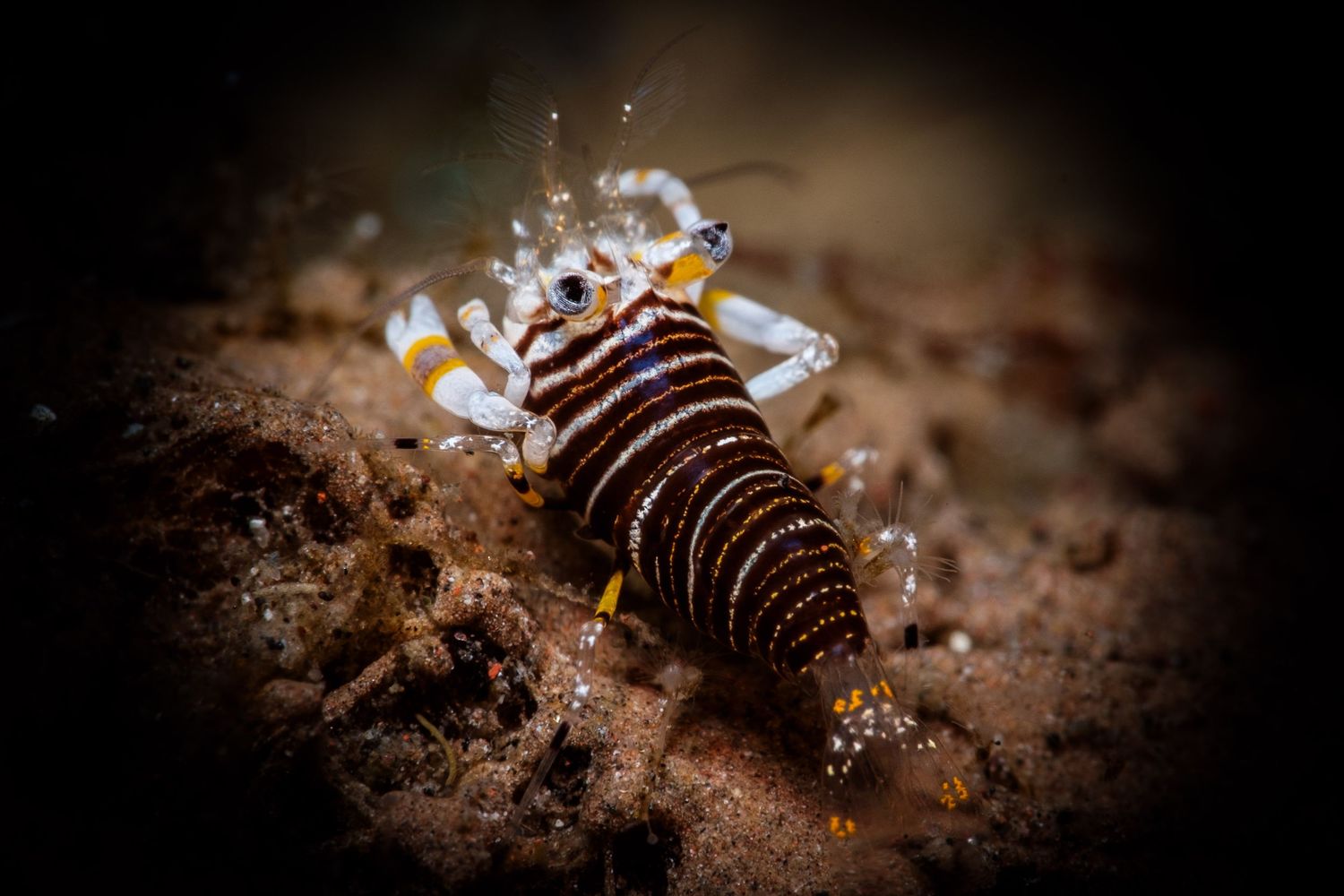 Macro photo of a bumblebee shrimp (Gnathophyllum americanum) in Tulamben, Bali