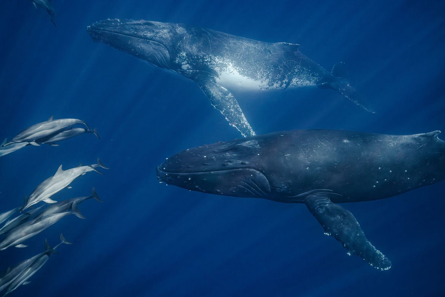 Photo of two young male humpback whales (Megaptera novaeangliae) accompanied by common dolphins in the Indian Ocean, close to la Réunion