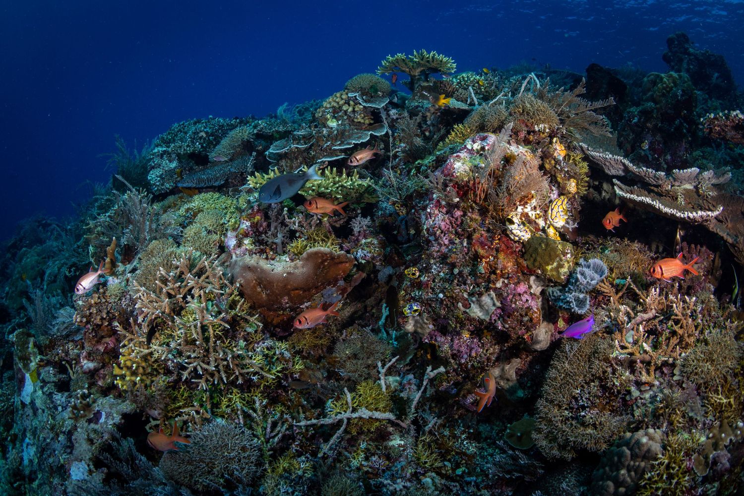 Coral reef in Indonesia