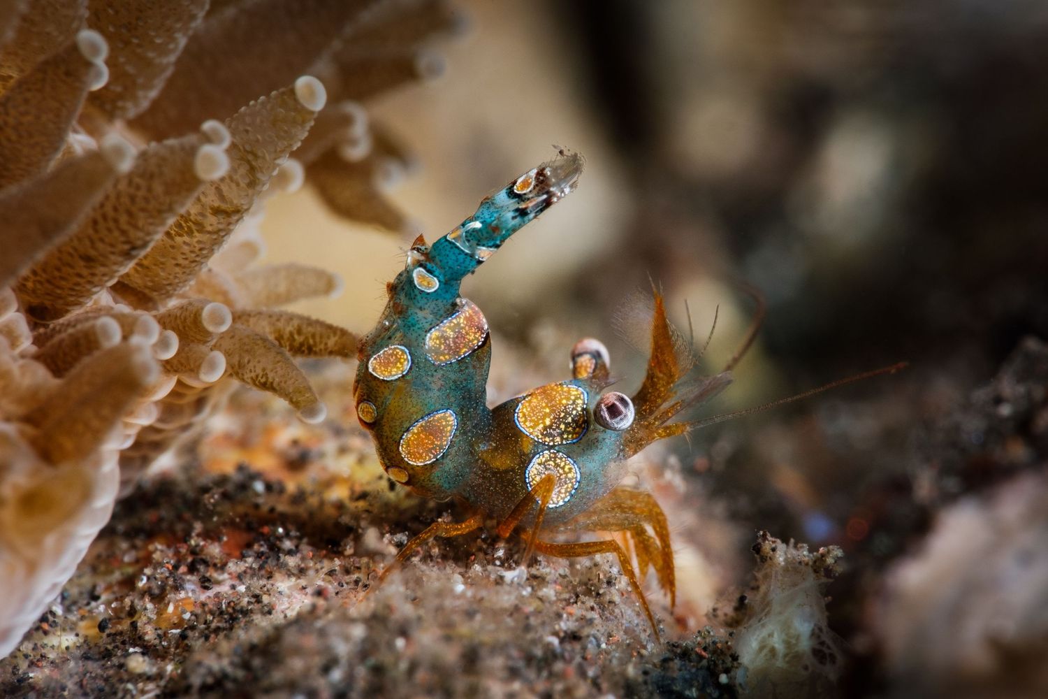 Macro photo of a green sexy shrimp (Thor amboinensis) in Tulamben, Bali