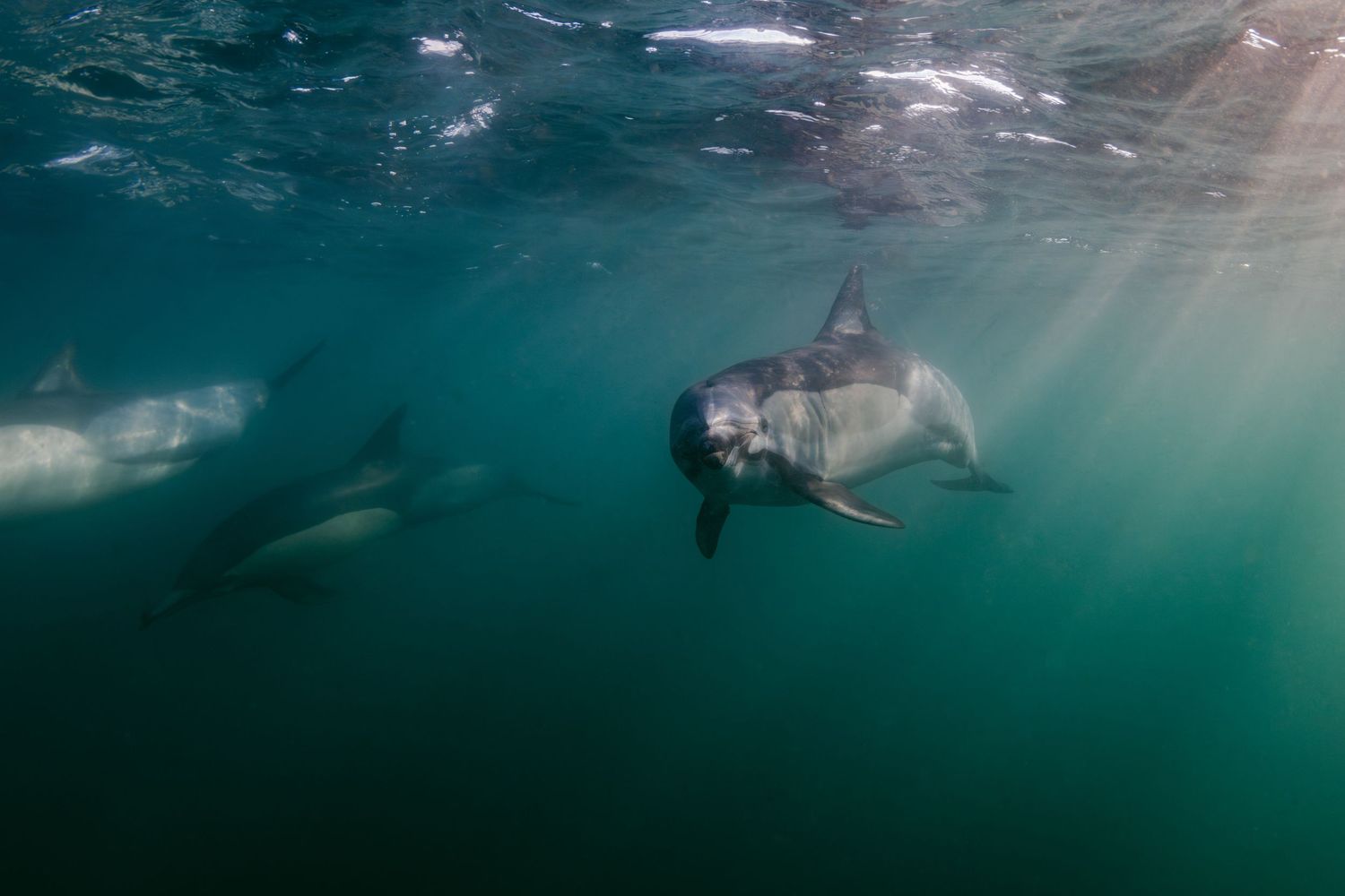 Photo of a curious common dolphin (Delphinus delphis)  in South Africa