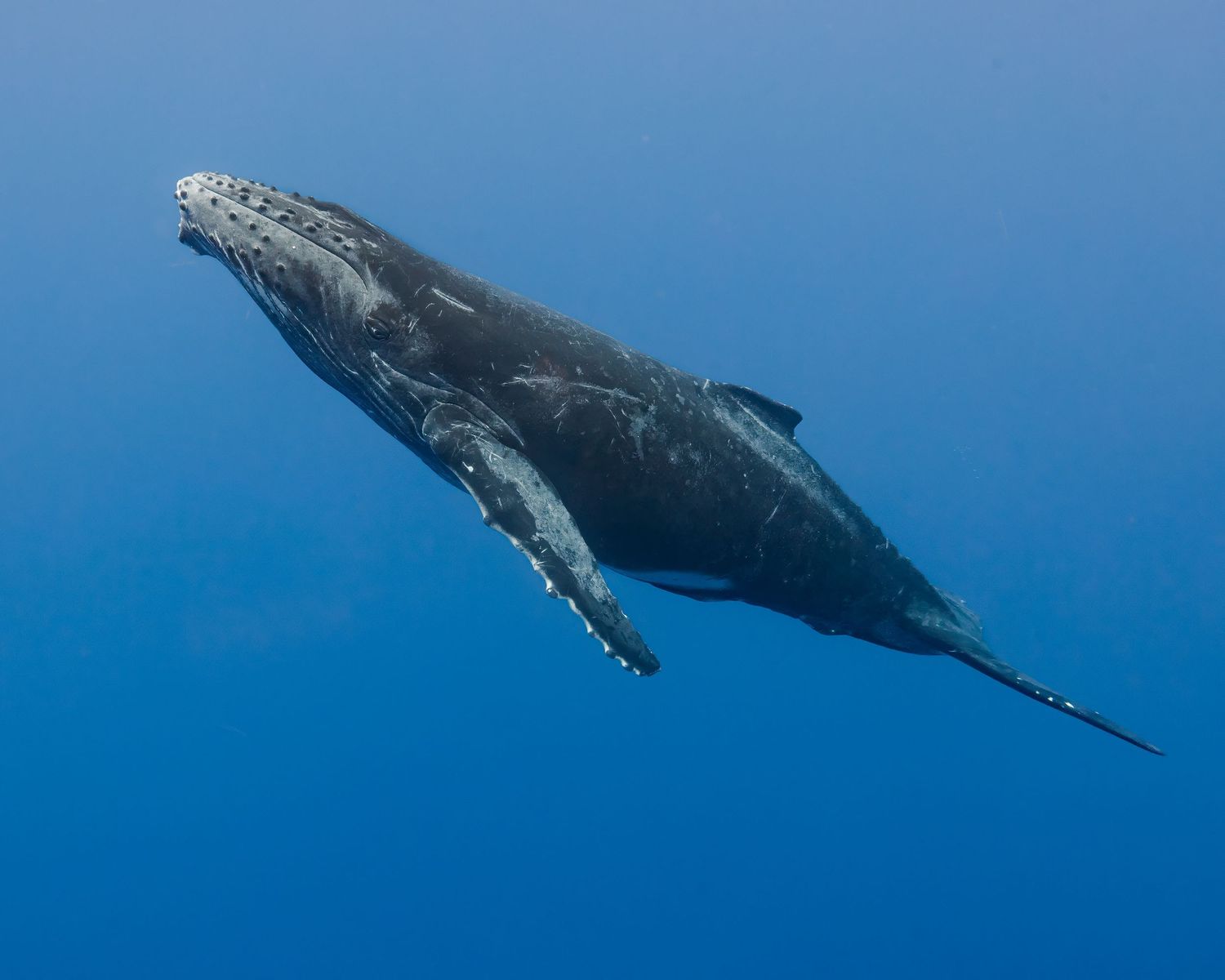 Photo of a humpback whale (Megaptera novaeangliae) calf, in the Indian Ocean, close to la Réunion.