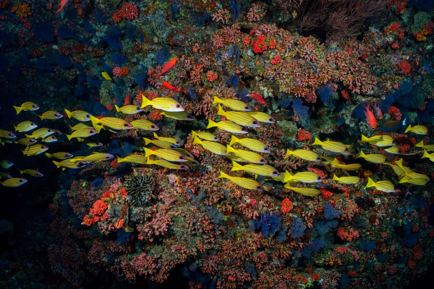 Picture of a healthy and thriving coral reel in the Maldives