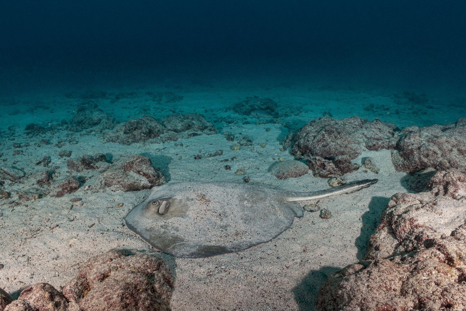 Stingray in Aliwal Shoal, South Africa
