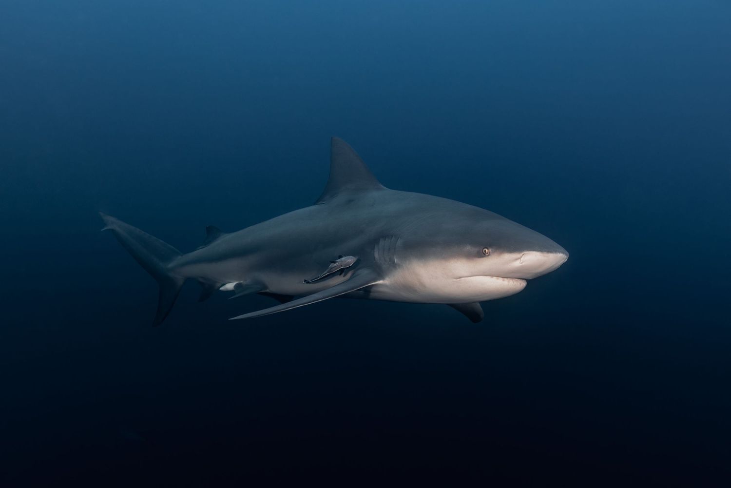 Picture of a bull shark (Carcharhinus leucas) in Protea Banks, South Africa