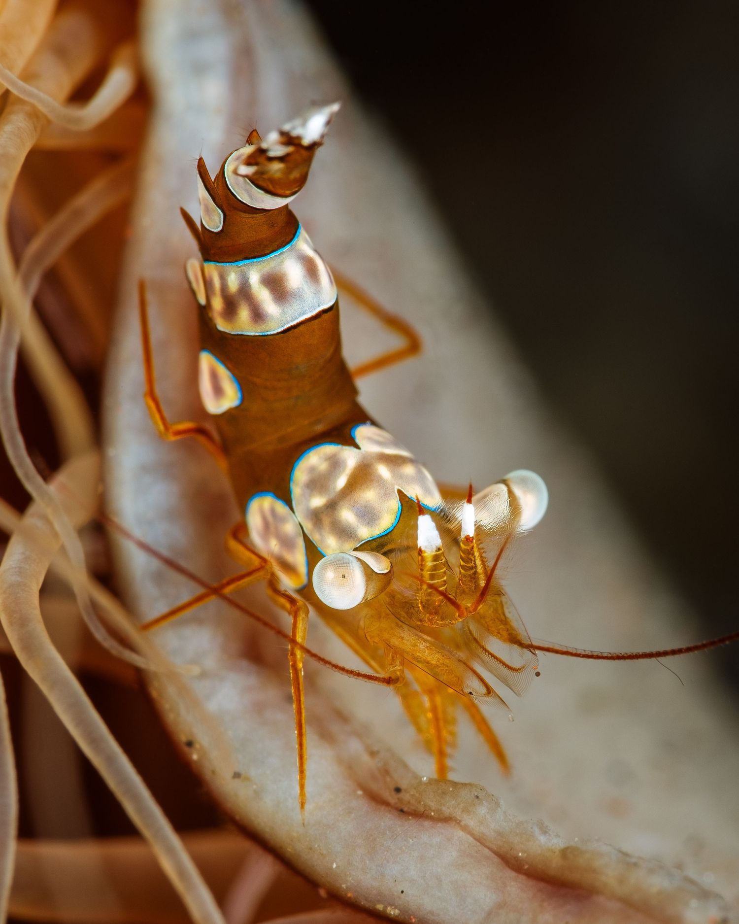 Macro photo of a sexy shrimp (Thor amboinensis) in Tulamben, Bali