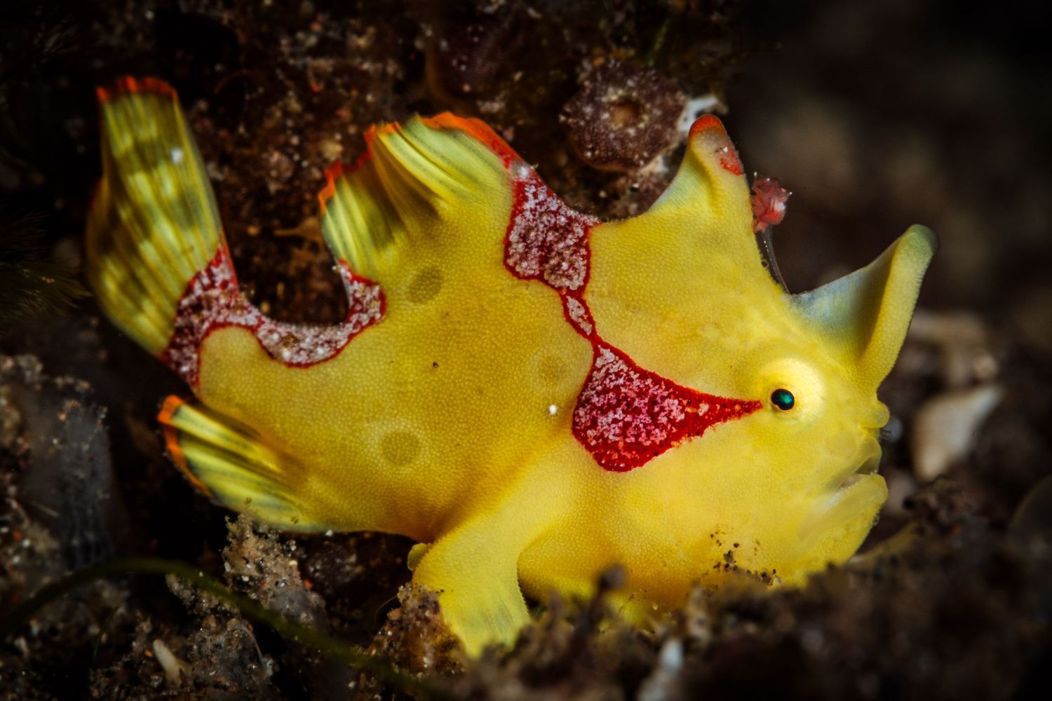 Macro photo of a small yellow frogfish in Tulamben, Bali