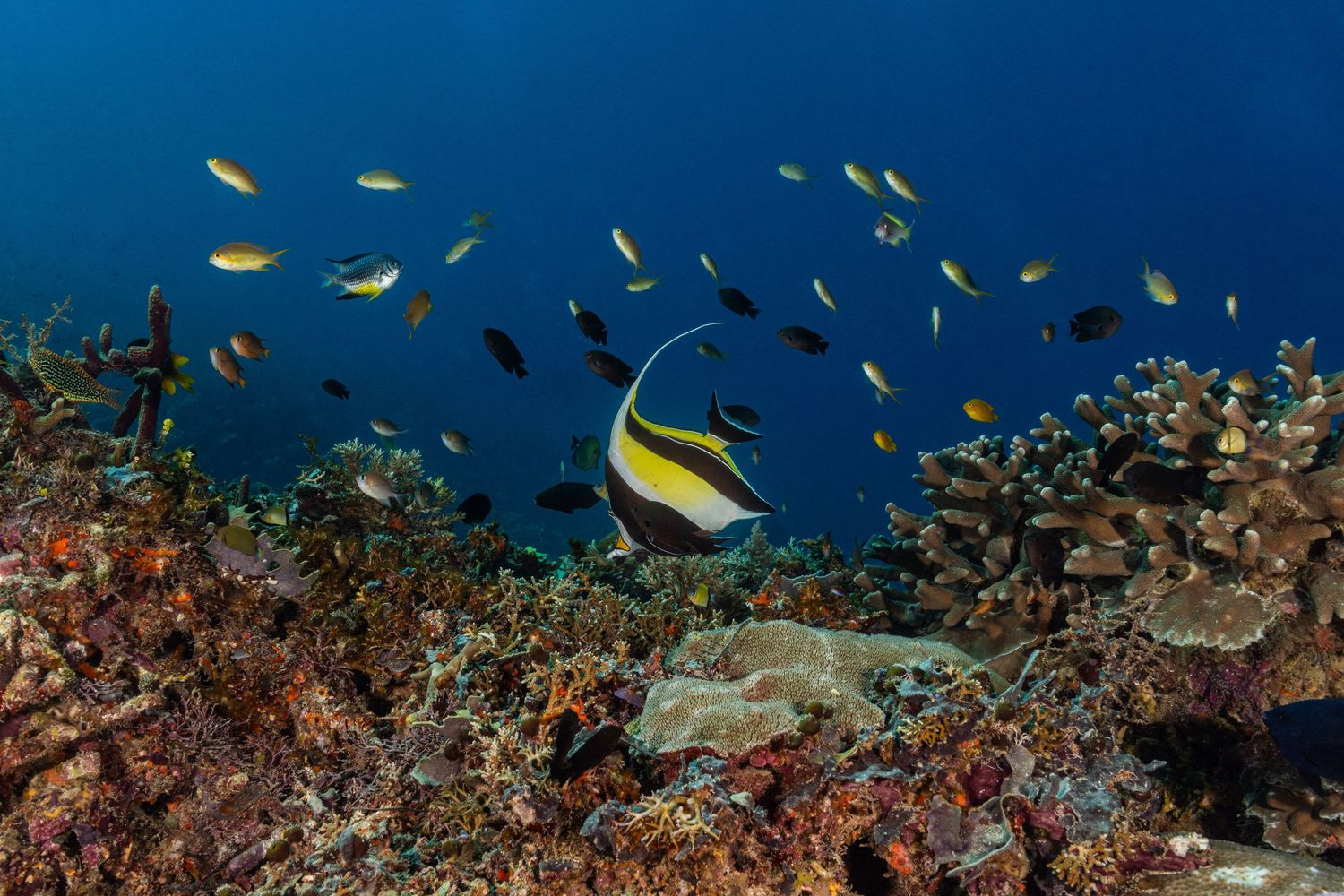 Picture of a healthy and thriving coral reel in Raja Ampat, West Papua, Indonesia