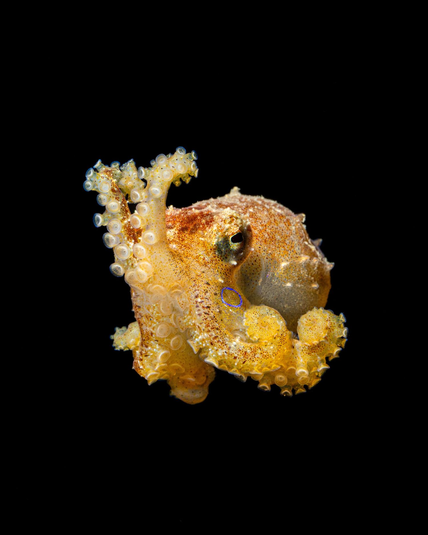 Macro photo of an angry looking larval Poison Ocellate Octopus (Amphioctopus mototi) on a bonfire dive in Anilao, Philippines