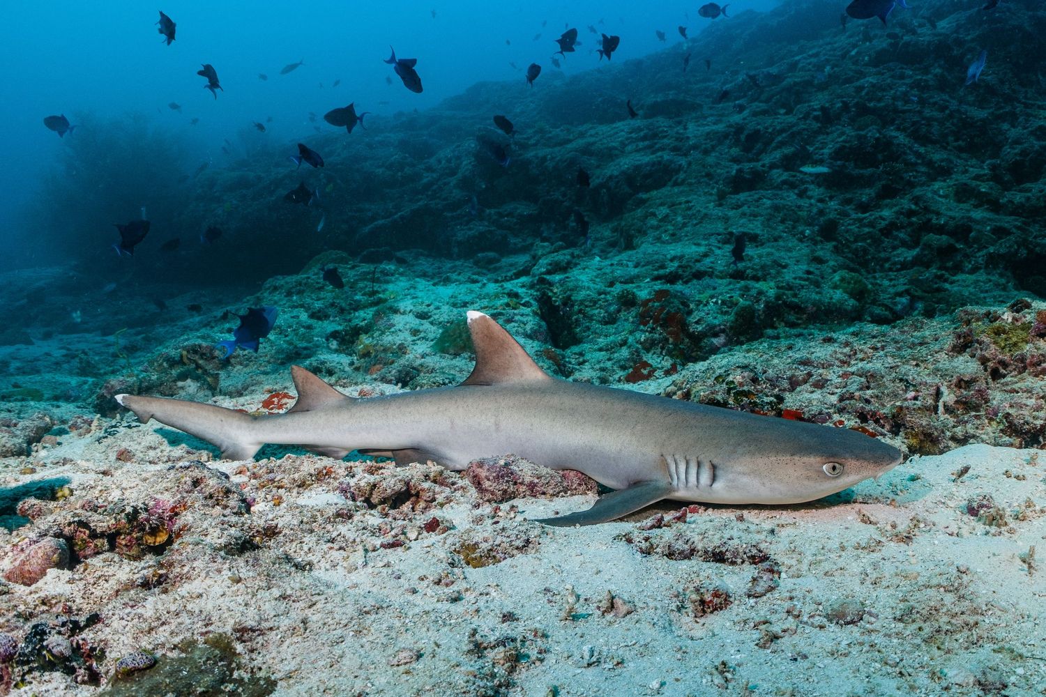 Photo of a whitetip reef shark (Triaenodon obesus) resting on the sea floor in the Maldives